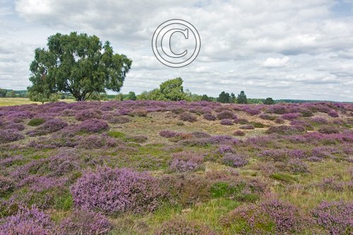  Cavenham  Heath Suffolk DM2163